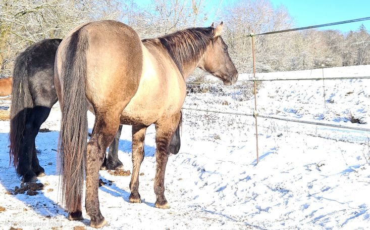 Foundation Quarter Horse Hengst